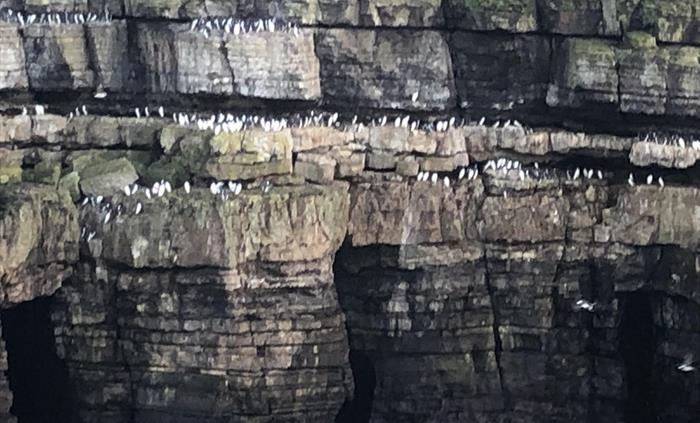 Anglesey Penguins - Guillemots (!) and Puffins